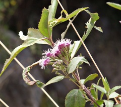 Ageratina pentlandiana
