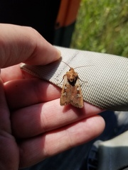 Euxoa ochrogaster