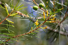 Persoonia virgata