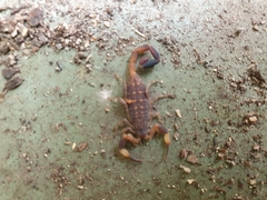 Reddyanus melanodactylus