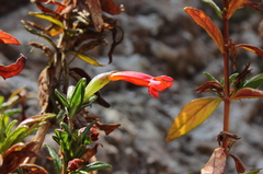 Diplacus parviflorus