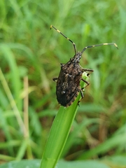 Alcaeus varicornis