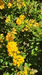 Roseodendron donnell-smithii