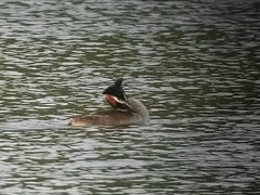 Podiceps cristatus