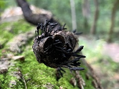 Xylaria arbuscula