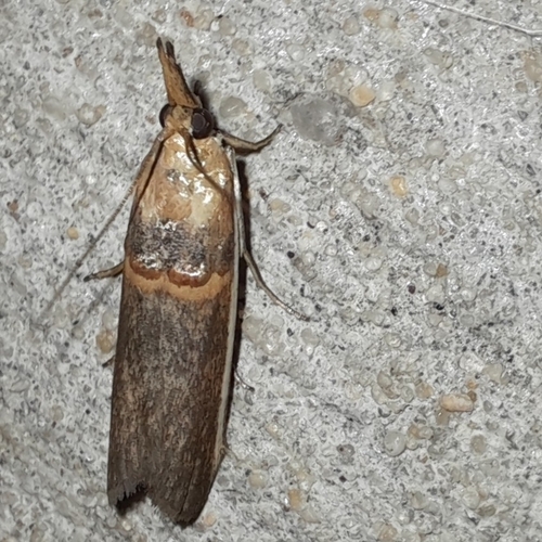 Gold-banded Etiella Moth photo 3
