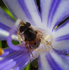 Simosyrphus grandicornis