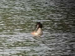 Podiceps cristatus