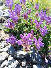 Scutellaria alpina