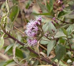 Ageratina pentlandiana