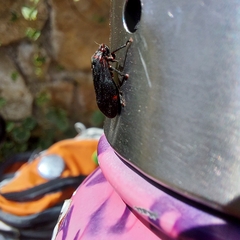 Prosapia ignifera
