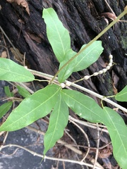 Bignonia binata