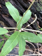 Bignonia binata