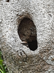 Concinnia tenuis
