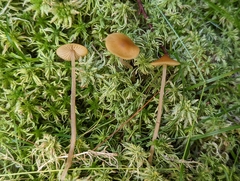 Galerina hybrida