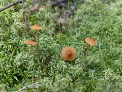 Galerina hybrida