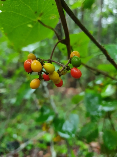 Stephania japonica iNat (3)