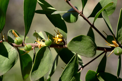 Persoonia cornifolia