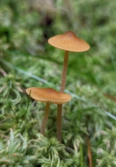 Galerina hybrida