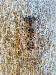 Cicada orni