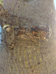 Cicada orni