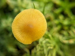 Galerina hybrida