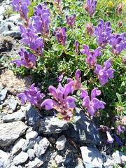 Scutellaria alpina