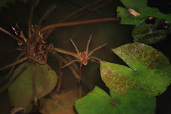 Dolomedes horishanus