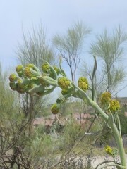 Ferula