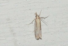 Crambus agitatellus