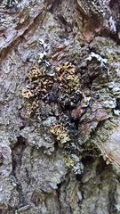 Hypogymnia bitteri