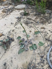 Eriogonum zionis