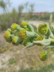 Ferula