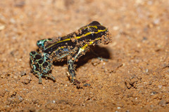 Ranitomeya variabilis