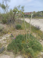 Ferula