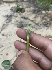 Eriogonum zionis