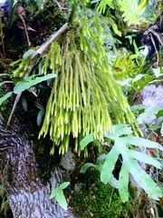 Phlegmariurus varius