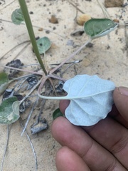 Eriogonum zionis