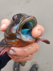Hexagrammos lagocephalus