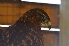 Buteo buteo
