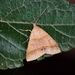 Plecoptera laniata - Photo (c) suncana, alguns direitos reservados (CC BY), uploaded by suncana