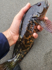Hexagrammos lagocephalus
