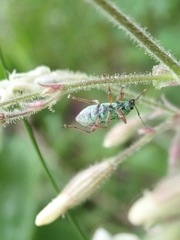 Phyllobius arborator