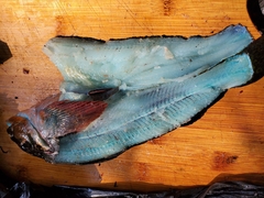 Hexagrammos lagocephalus