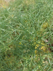 Ferula