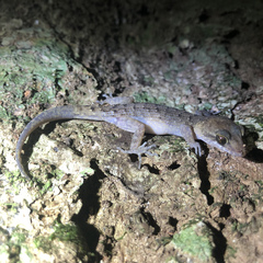 Nactus cheverti