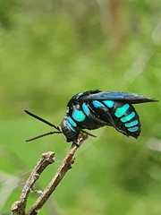 Thyreus nitidulus nitidulus