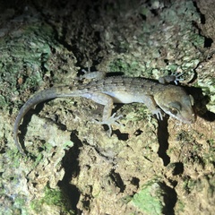 Nactus cheverti
