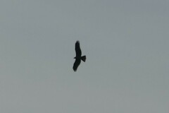 Milvus migrans