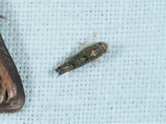 Scaphoideus opalinus